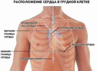 Где находится сердце у человека фотографии