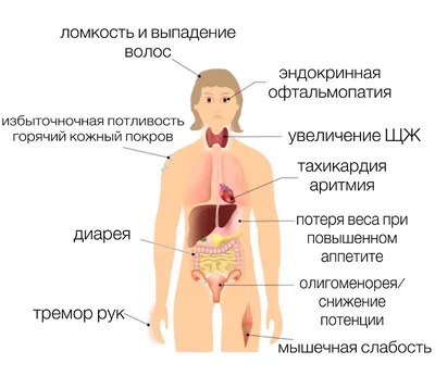 Щитовидка у человека: изучаем анатомию на фотографии