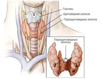 Размеры щитовидной железы в разных форматах: фото для скачивания