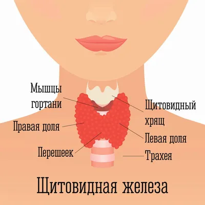 Анатомия щитовидной железы у человека: фото в высоком разрешении