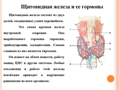 Изображение анатомии щитовидной железы: скачайте в высоком качестве