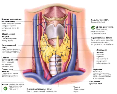 Фото изучения анатомии щитовидной железы: выберите размер изображения