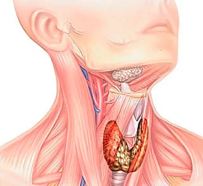 Изучение человеческого тела: фотография щитовидной железы