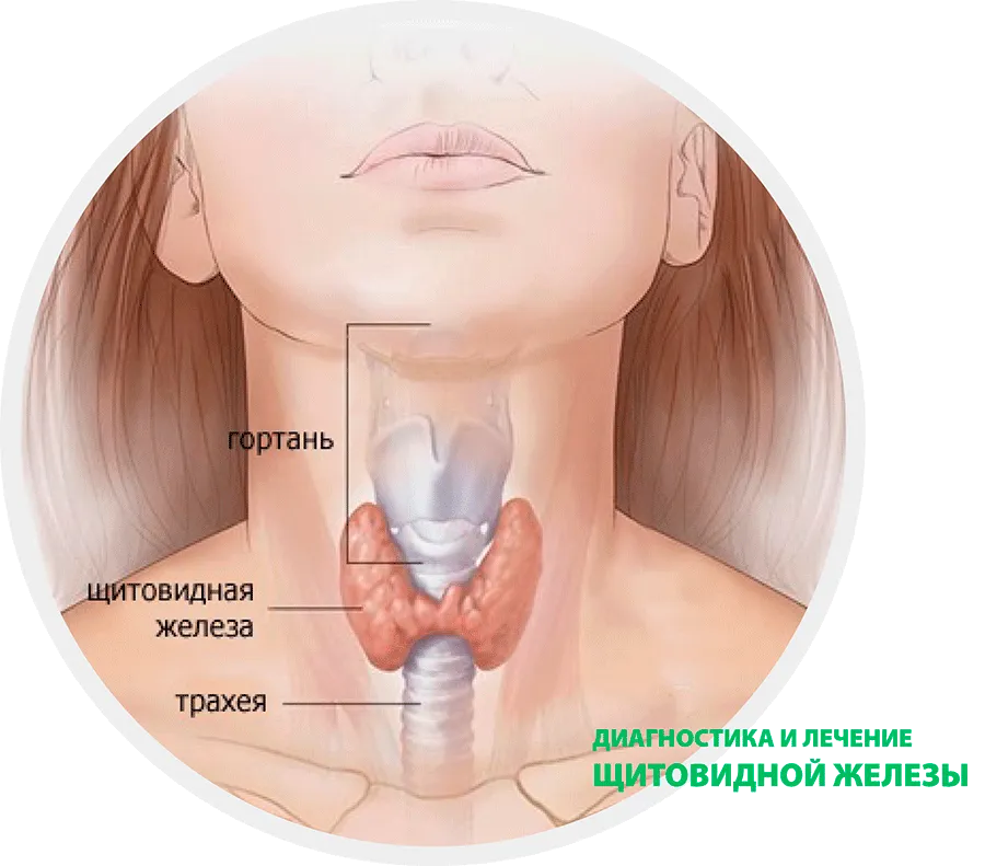 Где расположена щитовидная железа у человека картинка