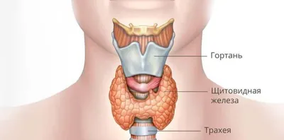 Где находится щитовидная железа у человека фотографии
