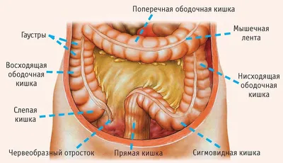 Визуализация сигмовидной кишки: Фото и изображения