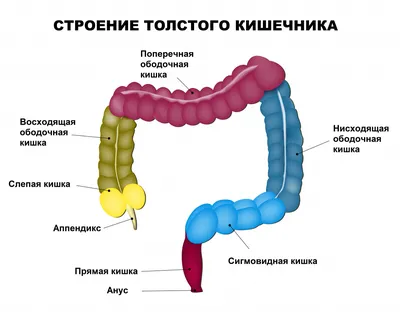 Исследуйте человеческое тело: Сигмовидная кишка в различных видах