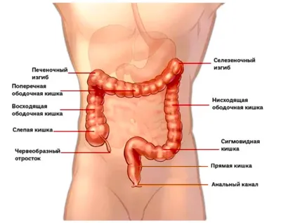 Исследование анатомии: Сигмовидная кишка в картинках