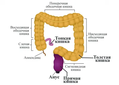 Откройте для себя сигмовидную кишку: Фотографии в различных форматах