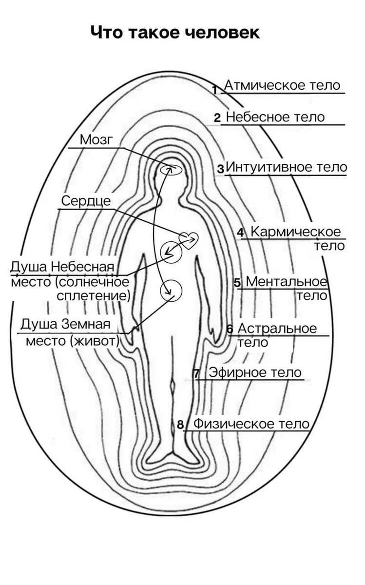 Где находится солнечное сплетение у человека, фото - 