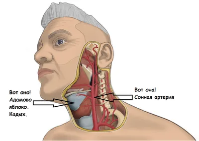 Где находится сонная артерия у человека  фото