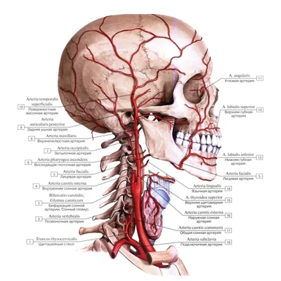 Секреты шейного отдела: Фотография с выделенной сонной артерией