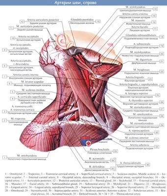 Высокое разрешение: Фото с сонной артерией в различных форматах