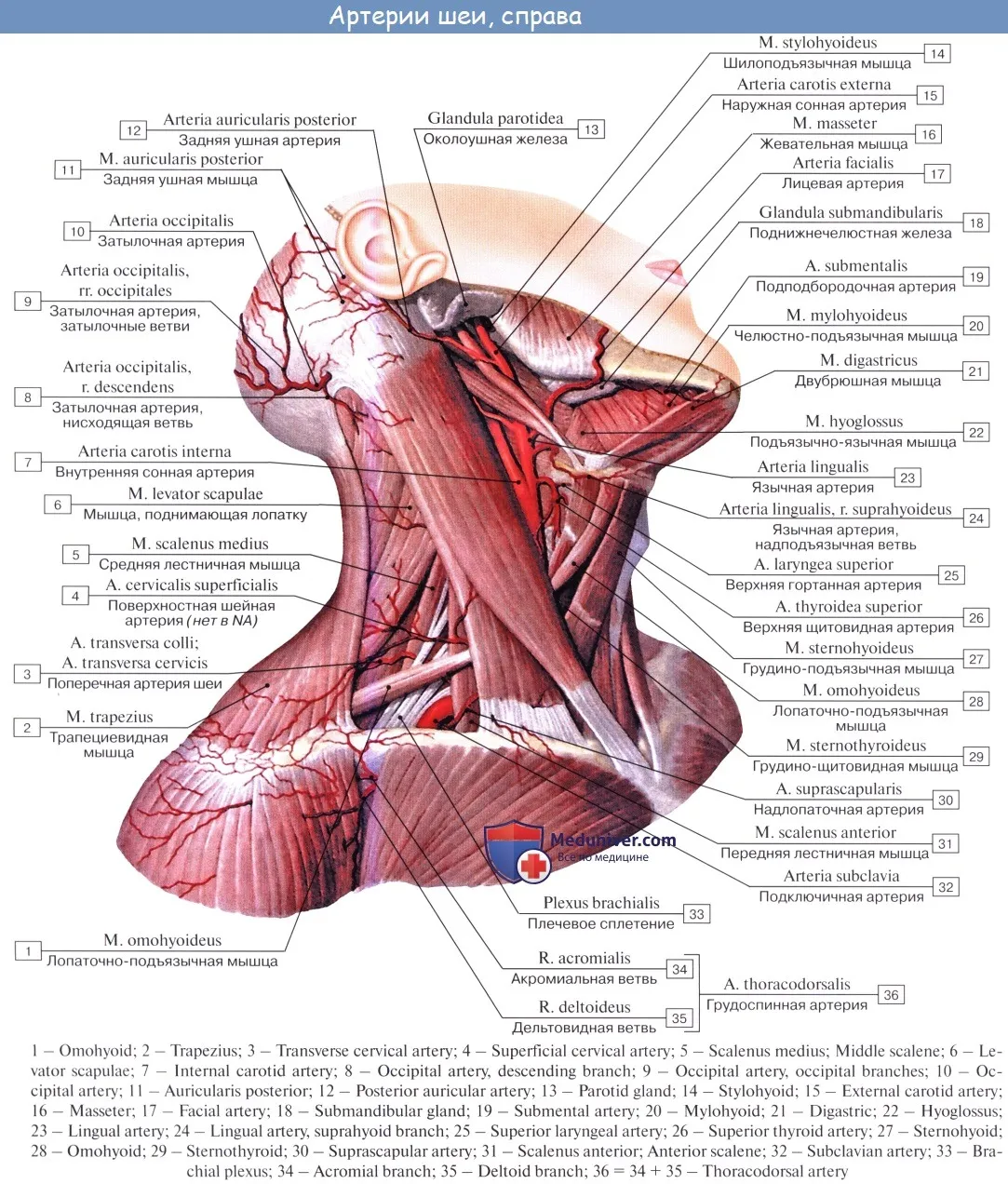 Сосуды шеи как называется. Мышцы шеи анатомия Синельников. Язычная артерия в треугольнике Пирогова. Мышцы шеи вид спереди Синельников. Глубокие мышцы шеи анатомия атлас.