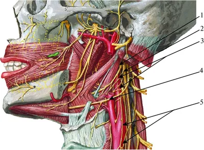 Изучение анатомии: Фотография с высоким разрешением с сонной артерией