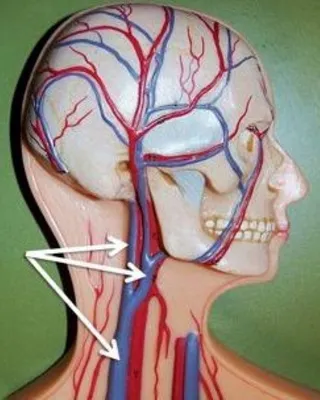Секреты шейного отдела: Фотография сонной артерии на выбор