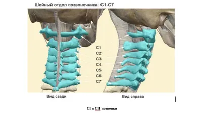 Человеческая анатомия: Сонная артерия на изображении в разных форматах