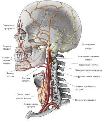 Секреты шейного отдела: Поймай момент с сонной артерией