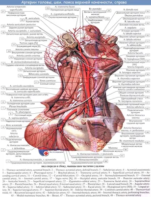 Исследование сосудов: Фотография с выделенной сонной артерией