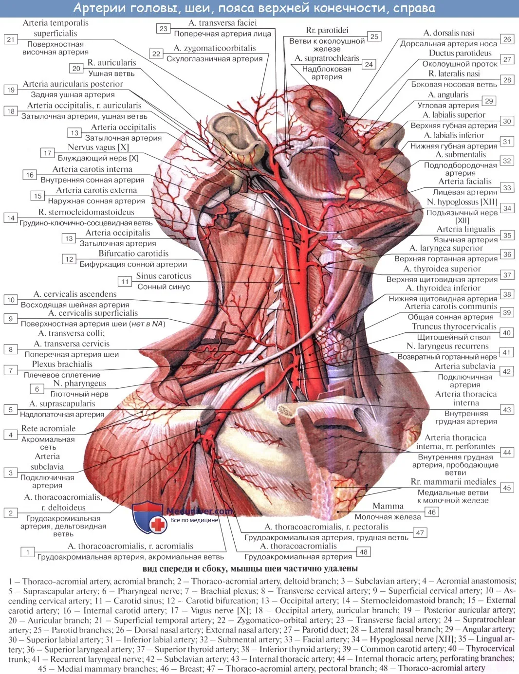 Внутренняя вена латынь. Наружная Сонная артерия анатомия ветви. Наружная Сонная артерия анатомия латынь. Кровоснабжение наружной сонной артерии. Сонные артерии анатомия латынь.