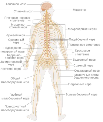 Человеческое темя: Фото высокого разрешения в JPG