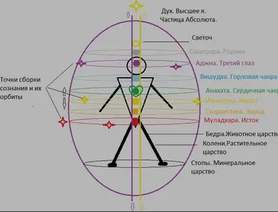 Где находится темя у человека фотографии