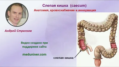 Местоположение толстой кишки: фотография в разных размерах (WebP)