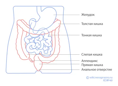 Изображение анатомии толстой кишки у человека (PNG)