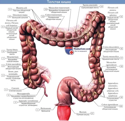 Картина анатомии толстой кишки у человека (WebP)