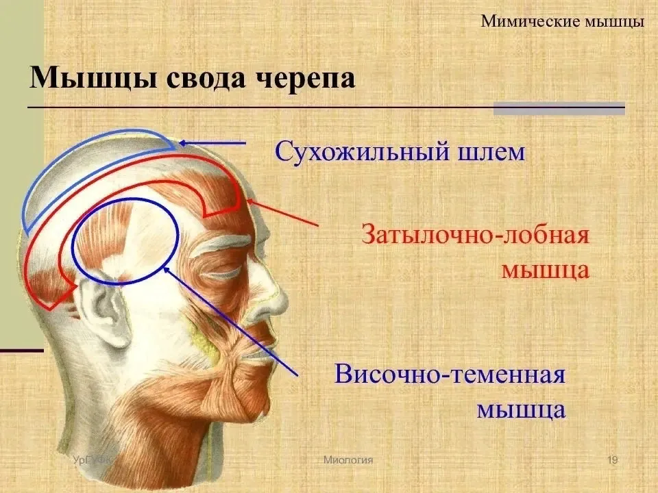 Болит затылок головы справа: причины, диагностика и лечение | КИМ