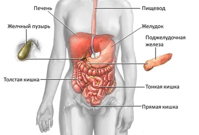 Печень человека: Изображение в WebP для скачивания в разных размерах