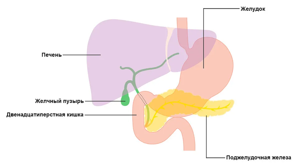 Где находится желчный пузырь с какой стороны. Желчный пузырь и поджелудочная железа расположение. Пузырный проток поджелудочной железы. Расположение желчного пузыря и поджелудочной железы в организме. Расположение печени и поджелудочной железы.