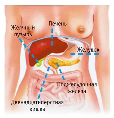 Где расположена поджелудочная железа: Оригинальная фотография