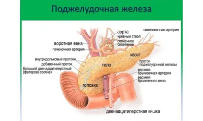 Местонахождение поджелудочной железы: Фото в высоком качестве