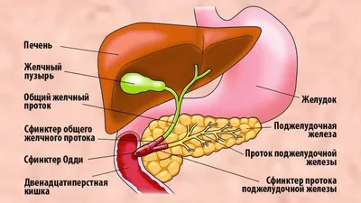 Человеческая анатомия: Исследование поджелудочной железы на фото