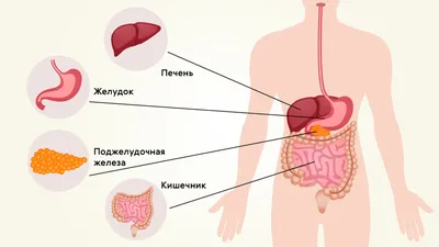 Человеческое тело в изображениях: Поджелудочная железа на фото