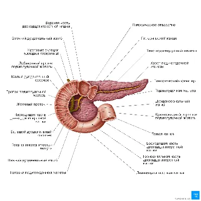 Поджелудочная железа: Изображение с выбором размера