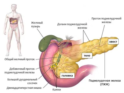 Определение местоположения поджелудочной железы: Изображение для загрузки