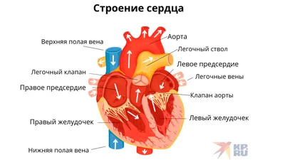 Исследуй анатомию: Сердце человека в фокусе.