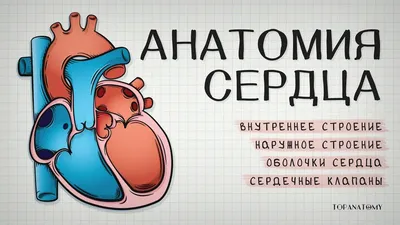 Загадочная красота: Фотография сердца с подробностями.