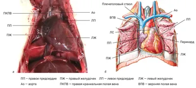 Сердечный пазл: Где точно находится сердце у человека?
