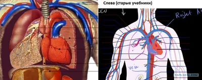 Очарование внутреннего органа: Картинка сердца человека.