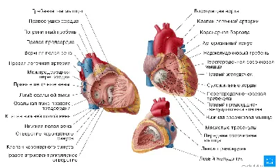 Формат на выбор: Сердце в JPG, PNG, WebP.