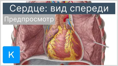 Визуализация внутреннего органа: Сердечное изображение.
