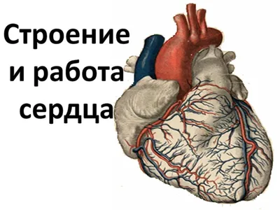 Анатомическая загадка: Изображение сердца в разрешении.