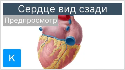 Очарование внутренних деталей: Картинка анатомии сердца.