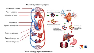 Открой тайны организма: Изображение места сердца на фото.