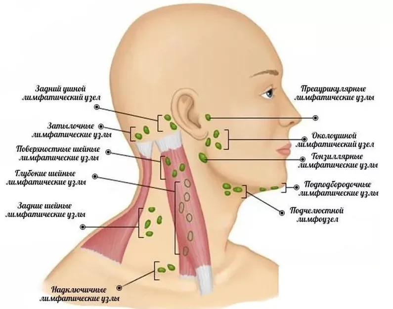 Где находятся узлы на шее