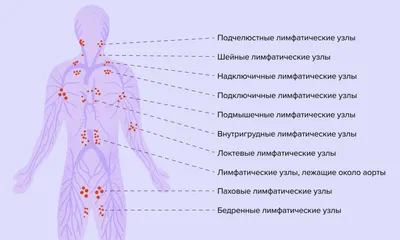 Лимфоузлы человека в изображениях: выберите размер и скачайте JPG