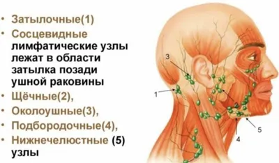 Лимфоузлы человека на изображениях: скачивание в различных форматах